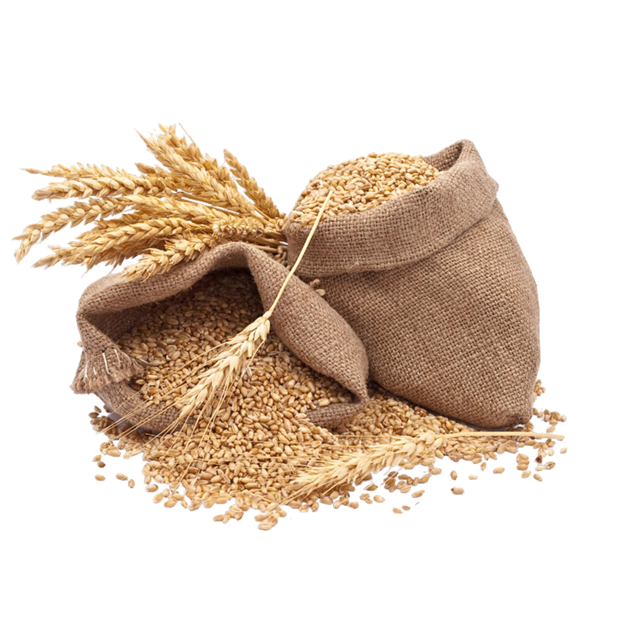 Wheat grains decorative