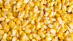 Maize