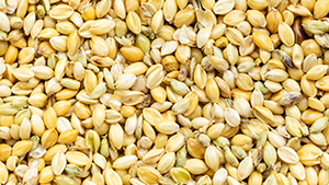 Millet