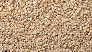 Sorghum