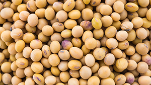 Soybean
