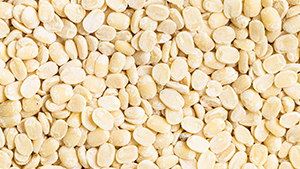 Urad