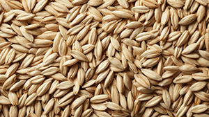 Wheat